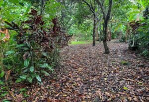 4560 House For Sale Buganvilla Ojochal 35