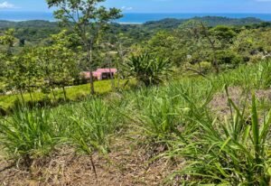 4571 Property For Sale in Ojochal 06