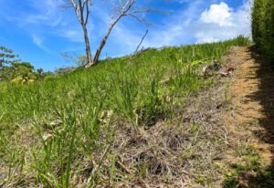 4571 Property For Sale in Ojochal 09