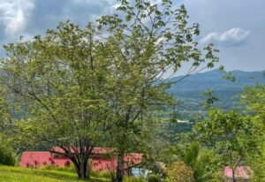 4571 Property For Sale in Ojochal 12