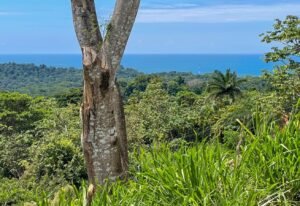 4571 Property For Sale in Ojochal 14