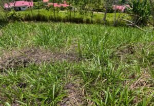 4571 Property For Sale in Ojochal 15