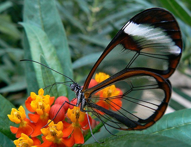 The translucent wings with edge coloring act to make the butterfly less visible to predators. c/o Eddy Van 3000, wikicommons.
