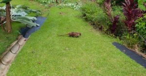 5517 – P11 Street Lot 8_18