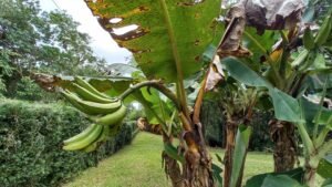 5519 – Ojochal Calle Tucan 1.8 Acre Usable Land_10