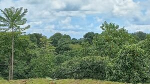 5519 – Ojochal Calle Tucan 1.8 Acre Usable Land_17