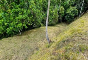 5952 Jungle Property For Sale 05