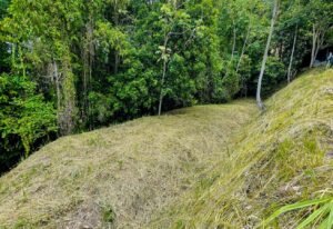 5952 Jungle Property For Sale 06