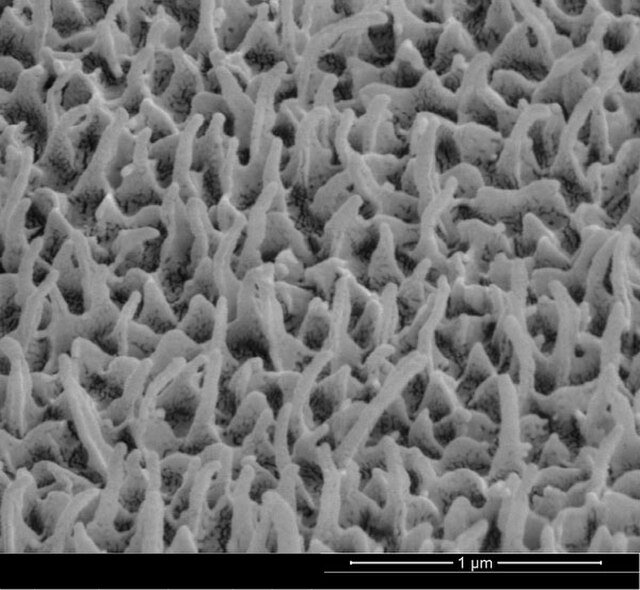 A photograph of the nanopillars. The scale is shown in the lower right section - the 1µm (micrometer) unit is 1/1000th of a millimeter. So to cover the length of 1 millimeter, about 400 of the photos above would need to be laid out side-by-side. c/o Radwanul, wikicommons.