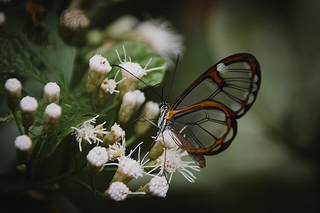 The Glass Wing's translucent wings are a true work of natural engineering! c/o Brn Assis, wikicommons.