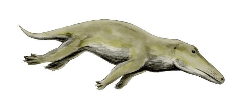 Ambulocetus - the next step in whale evolution. This animal had webbed feet, which aided in water locomotion, and a crocodile-like snout. c/o Nobu Tamura (www.spinops.blogspot.com), wikicommons.