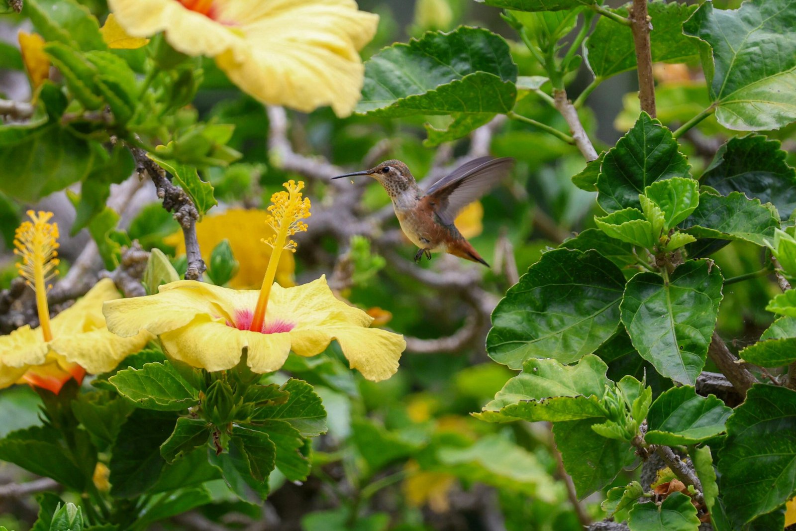 A hummingbird-friendly garden is a much better idea than a feeder - the birds will be well-nourished and not removed from their natural foraging habits. c/o Ant Armada.