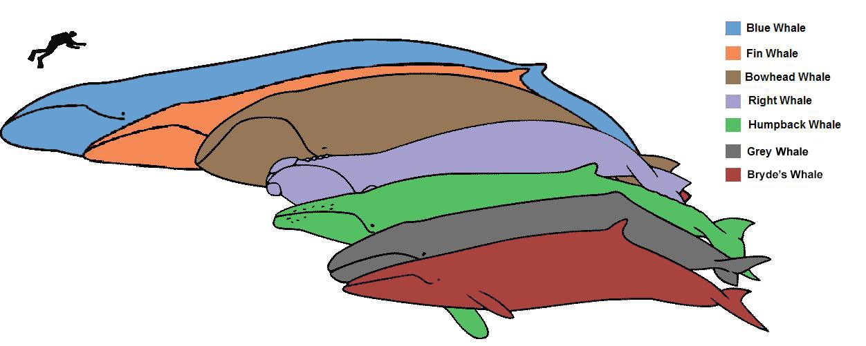 Baleen whale size comparison - the Humpback Whale in note din GREEN. c/o The Lord of the Allosaurs, wikicommons.