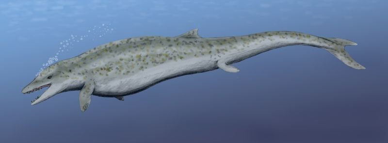 The Dorudon begun to resemble modern whales. The animal gave birth fully in the water and its body took on the streamlined, slender shape. c/o Nobu Tamura, wikicommons.