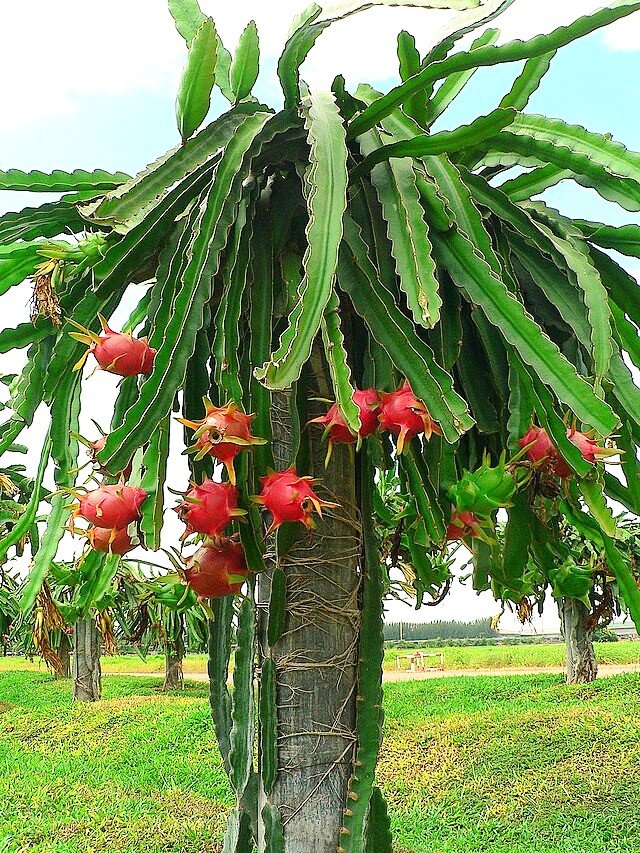 AA Dragon Fruit 'tree', actually a climbing cactus - here propped up against a pole in a Dragon Fruit farm. The aerial roots are clearly visible as they wrap around the pole. c/o chrisada, wikicommons.