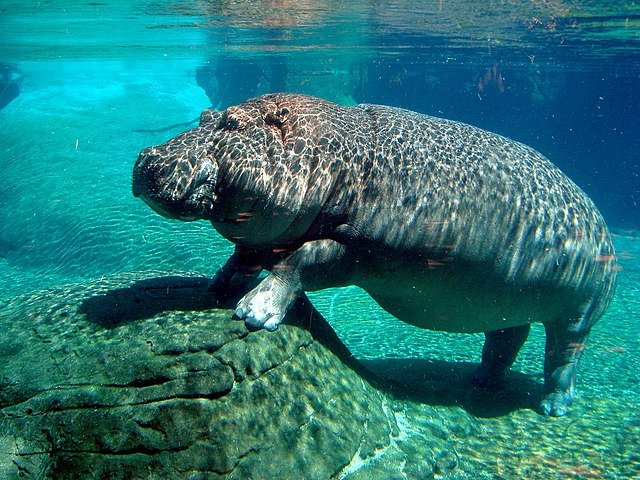The Hippo is the Whales' closest living relative. Both the Whales and the Hippo shared a common ancestor some 54 million years ago, Can you see the resemblance? c/0 cloudzilla, wikicommons.