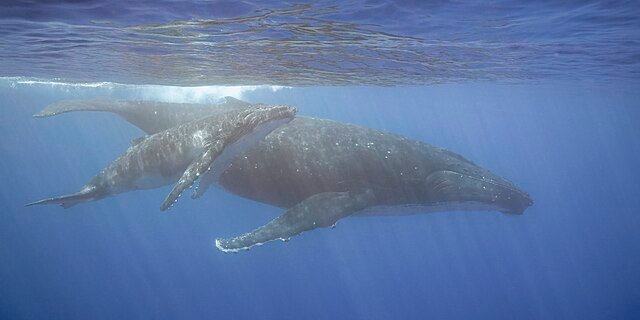 A Humpback Whale with a calf. c/o Charles J. Sharp, wikicommons.