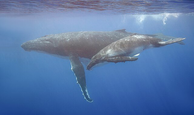 A Humpback Whale with a calf. c/o Charles J. Sharp, wikicommons.