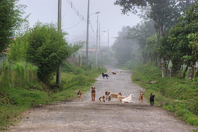 A doggie patrol in Coronado, Costa Rica. Chances are that most of these doggos have homes & families. And many that don't are taken care of by the community. c/o MongeNajera, wikicommons.