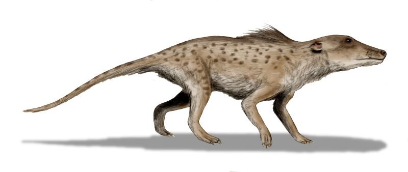 Pakicetus, an early terrestrial ancestor of the whales.