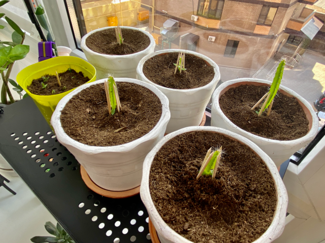 Dragon Fruit seedlings being propped up by toothpicks. c/o Fargoh, wikicommons.