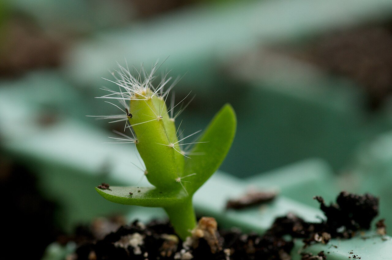 A Dragon Fruit seedling. c/o Grahame Bowland, wikicommons.