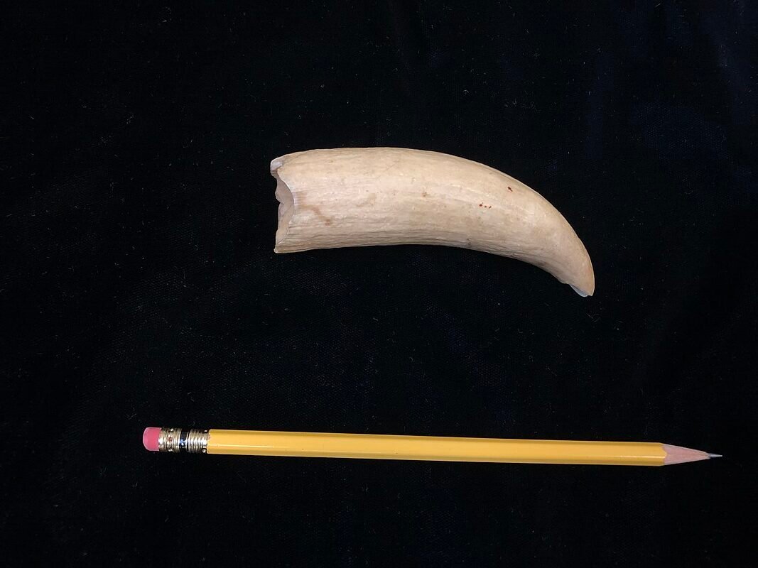 A tooth belonging to a Sperm Whale. c/o Akrasia25, wikicommons.