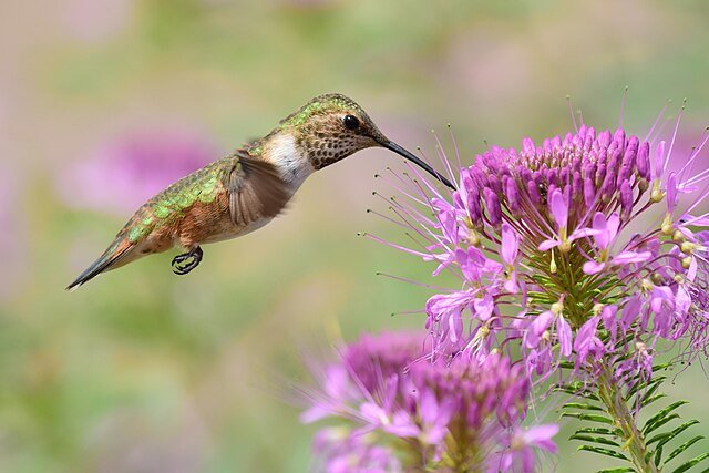ative plants suffer when pollinators, like hummingbirds, are instead lured to the feeders' empty-calorie but easy meals. |And feeders equal easy meals - but these meals are nutritionally poor! c/o USFWS Mountain Prairie, wikicommons.