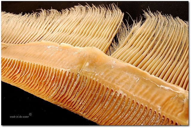Baleen, used to filter the ocean waters for krill & plankton. c/o Randall Wade (Rand) Grant, wikicommons.