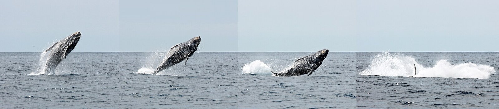 Humpback Whale breaching sequence. c/o WolfmanSF, wikicommons.