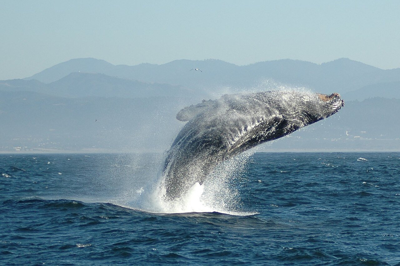 A Humpback Whale breaching. c/o Zorankovacevic, wikicommons.