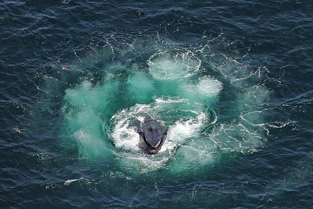 A Humpback Whale emerging from the 'Bubble Circle' - you can see how the circle spirals to trap the fish and confine them to a smaller and smaller area. c/o Christin Khan, wikicommons.