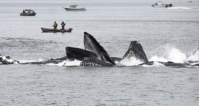 Humpback Whales, mouth wide open, swallowing up large quantities of small fish while Bubble Feeding. c/o Evadb, wikicommons.