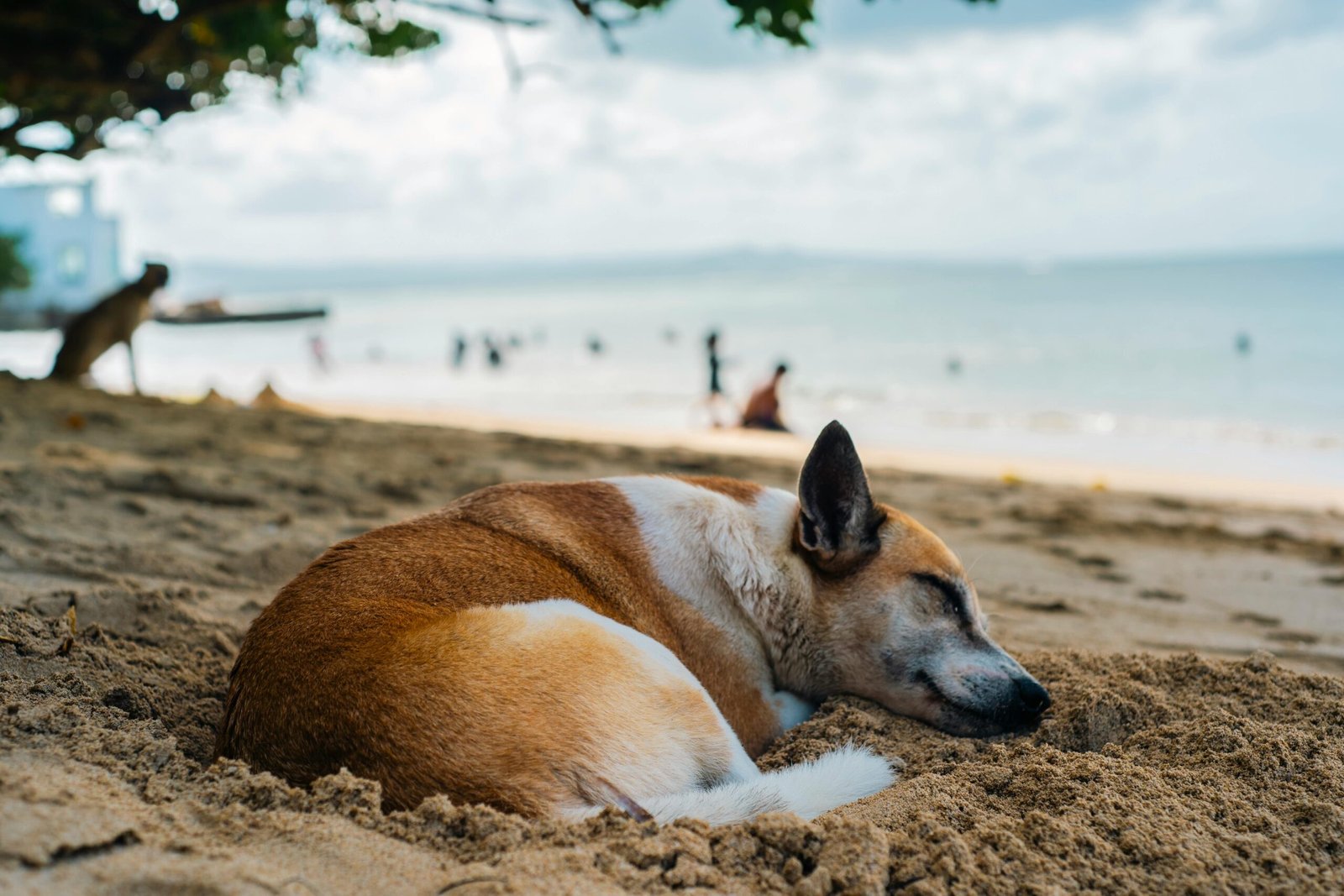 'Beach Dogs' spend their time lazily patrolling local beaches, ready for a pat or handout. But many of them have nice homes to go to every night. c/o Carmenthea