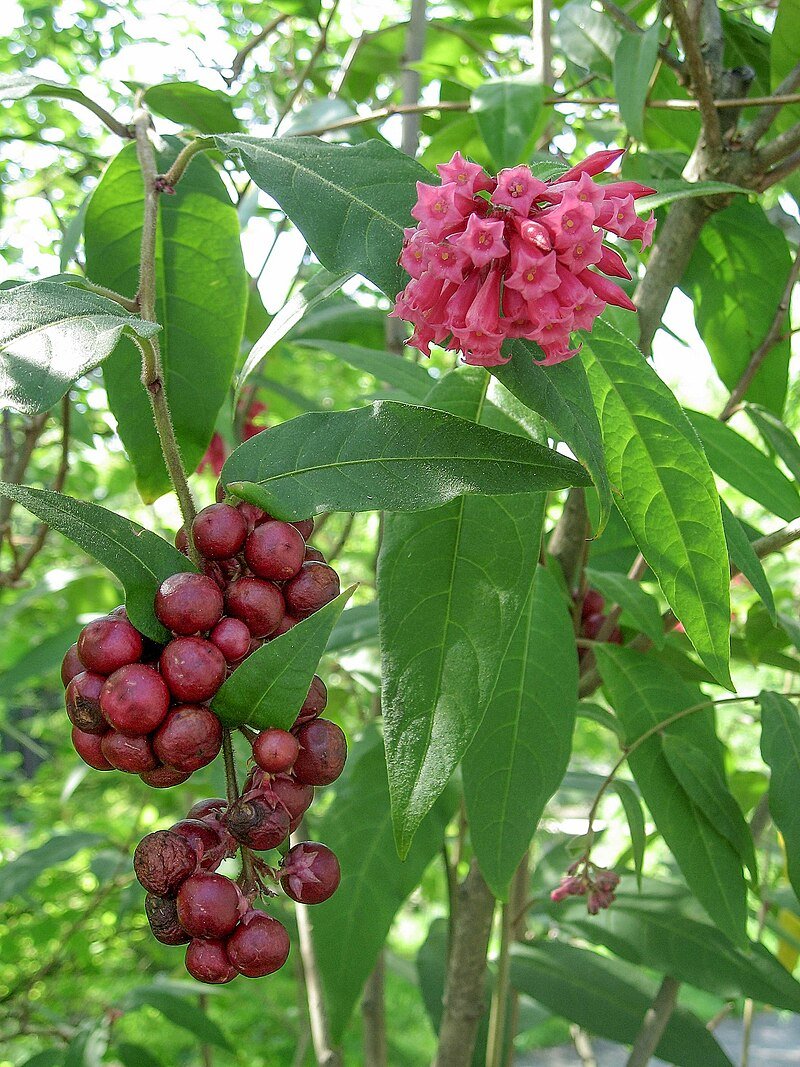 A Cestrum plant native to Costa Rica - every part of this plant is poisonous to humans, yet it is food to the Glass Wing caterpillars. c/o Mbdortmund , wikicommons.