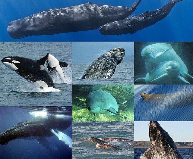 The Cetacea infraorder holds Whales (toothed and baleen) as well as Dolphins and Porpoises - including Killer Whales and Narwhals. c/o LittleJerry, wikicommons.