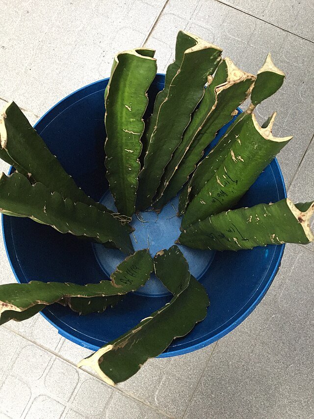 Dragon Fruit cuttings. c/o Zenyrgarden, wikicommons.