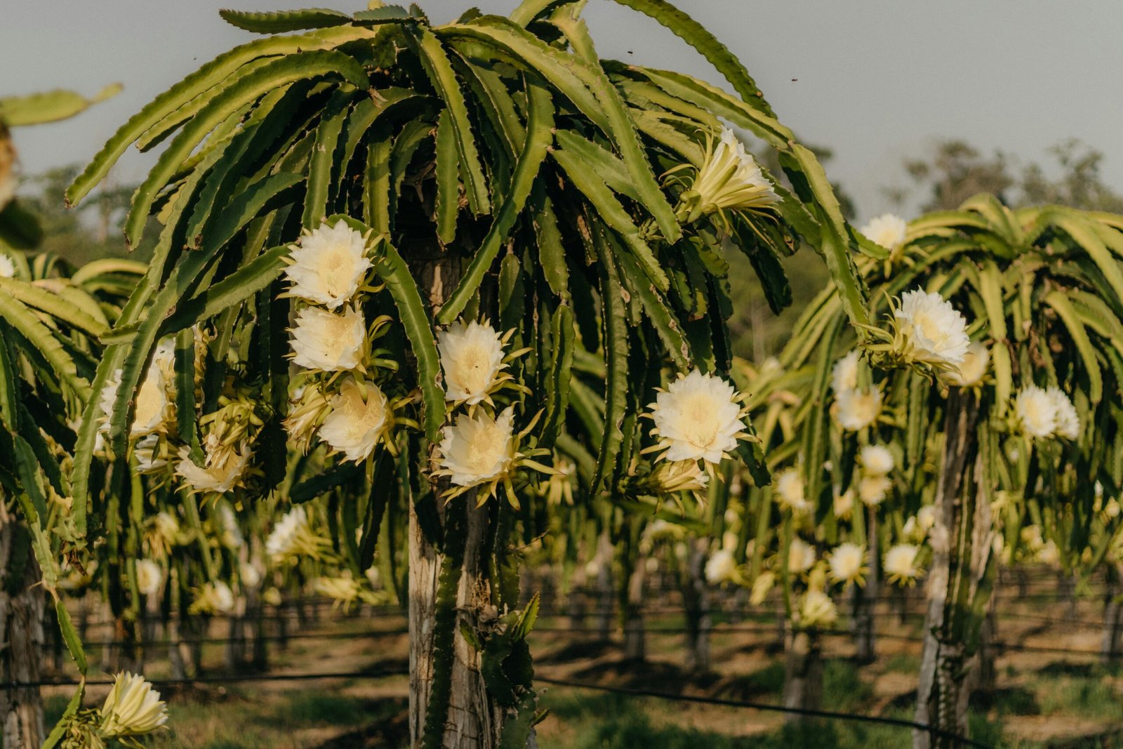 Dragon Fruit flowering in a farm. c/o Kawê Rodrigues, wikicommons.