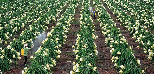 Commercial Dragon Fruit operations may use more advanced, laboratory-aided methods of propagation. c/o LeNguyenThanhPhuc, wikicommons.