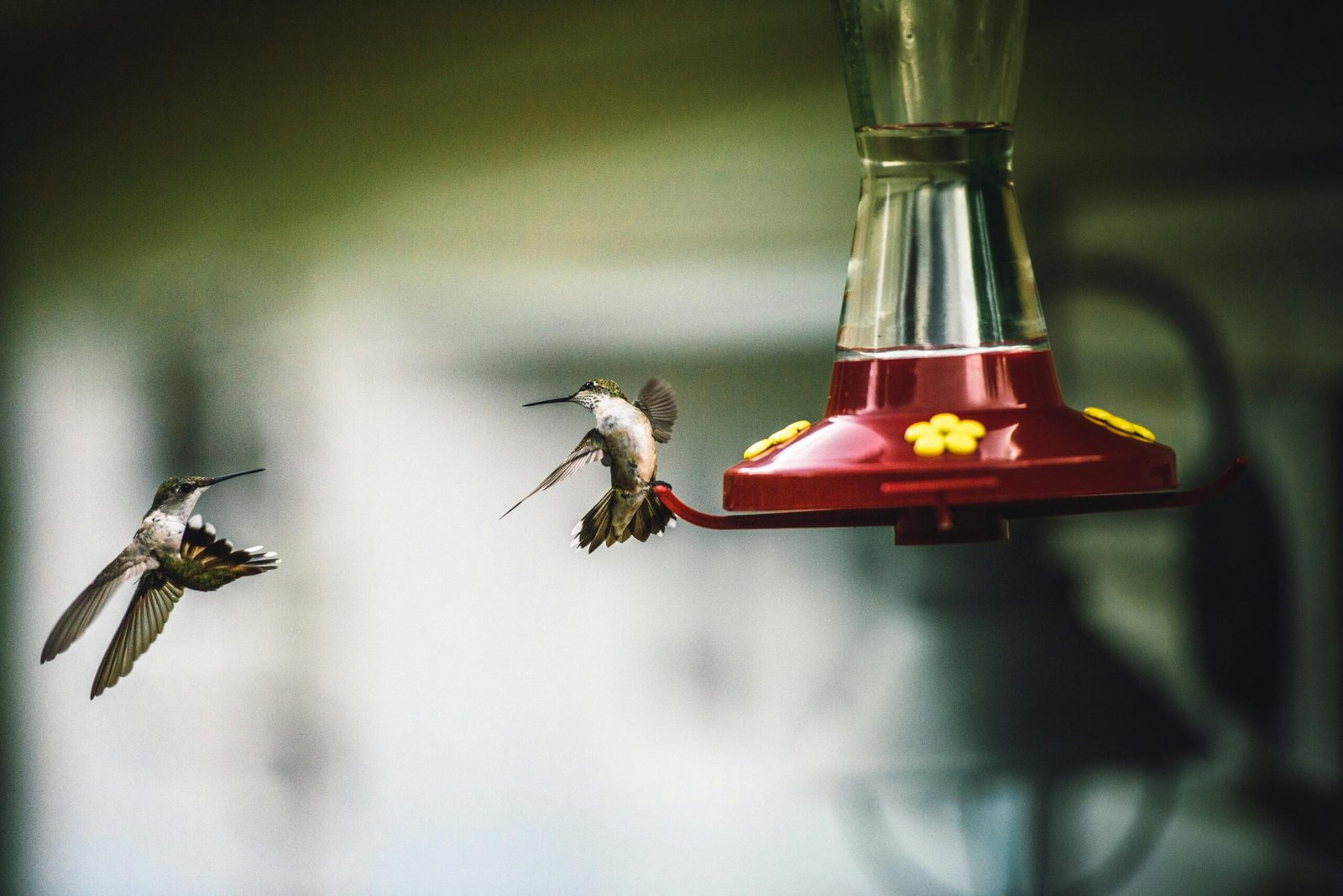 Feeders equal easy meals - but these meals are nutritionally poor! c/o Harrison Haines, wikicommons.