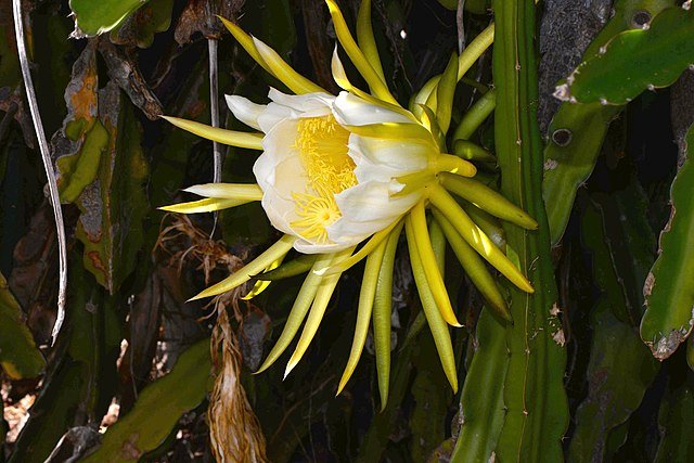 Dragon Fruit flowers are edible and can be prepared in many ways. c/o Jean and Fred, wikicommons.