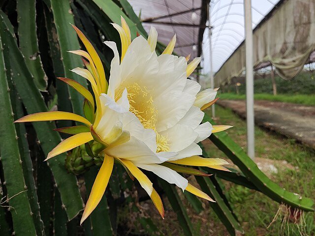 The mystic Dragon Fruit flower, which blooms for a single night. c/o Wee Hong, wikicommons.
