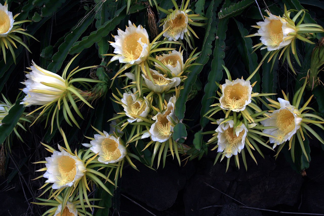Dragon Fruit flowers bloom for a single night. c/o Brocken Inaglory, wikicommons.