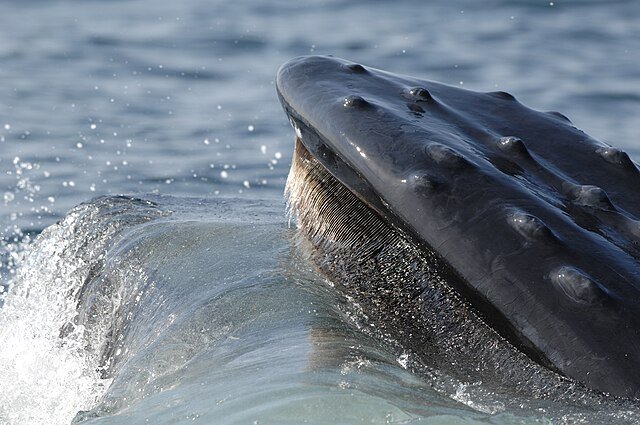 A Humpback Whale's baleen visible along its upper jaw. c/o NOAA, wikicommons.