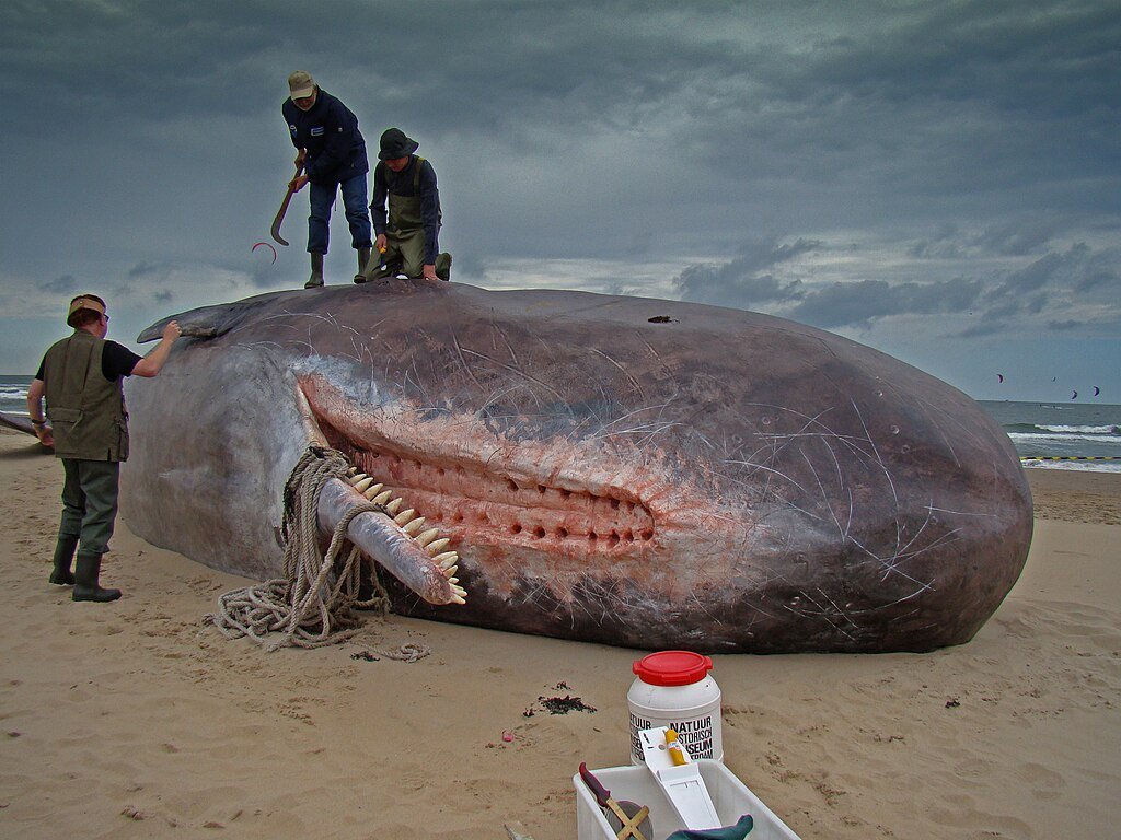 A sculpture of a toothed and beaked whale - a Sperm Whale - showing the teeth of the lower jaw and the corresponding slots in the upper jaw. c/o Julian Ilcheff Borissoff, wikicommons.