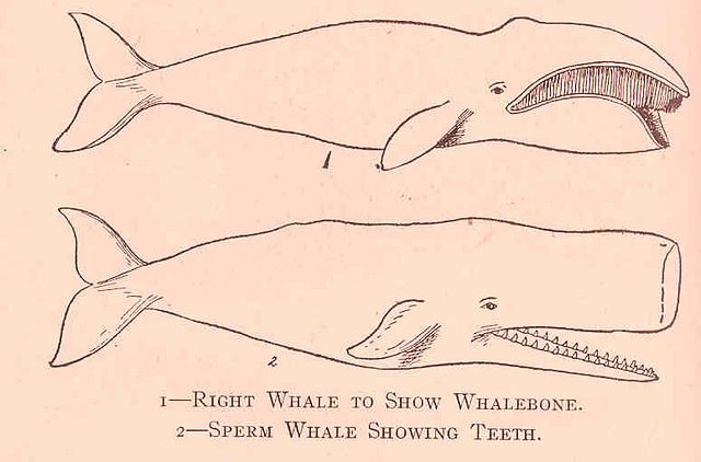 A general depiction of the whale baleen (top) and teeth (bottom), illustrating the difference between baleen and toothed whales. c/o Alpheus Hyatt Verrill, wikicommons.