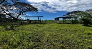 130021 Farm For Sale 22