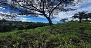 130021 Farm For Sale 25