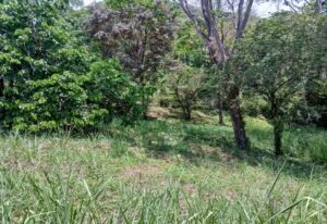 5945 Property For Sale in Ojochal 01