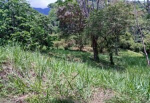 5945 Property For Sale in Ojochal 02